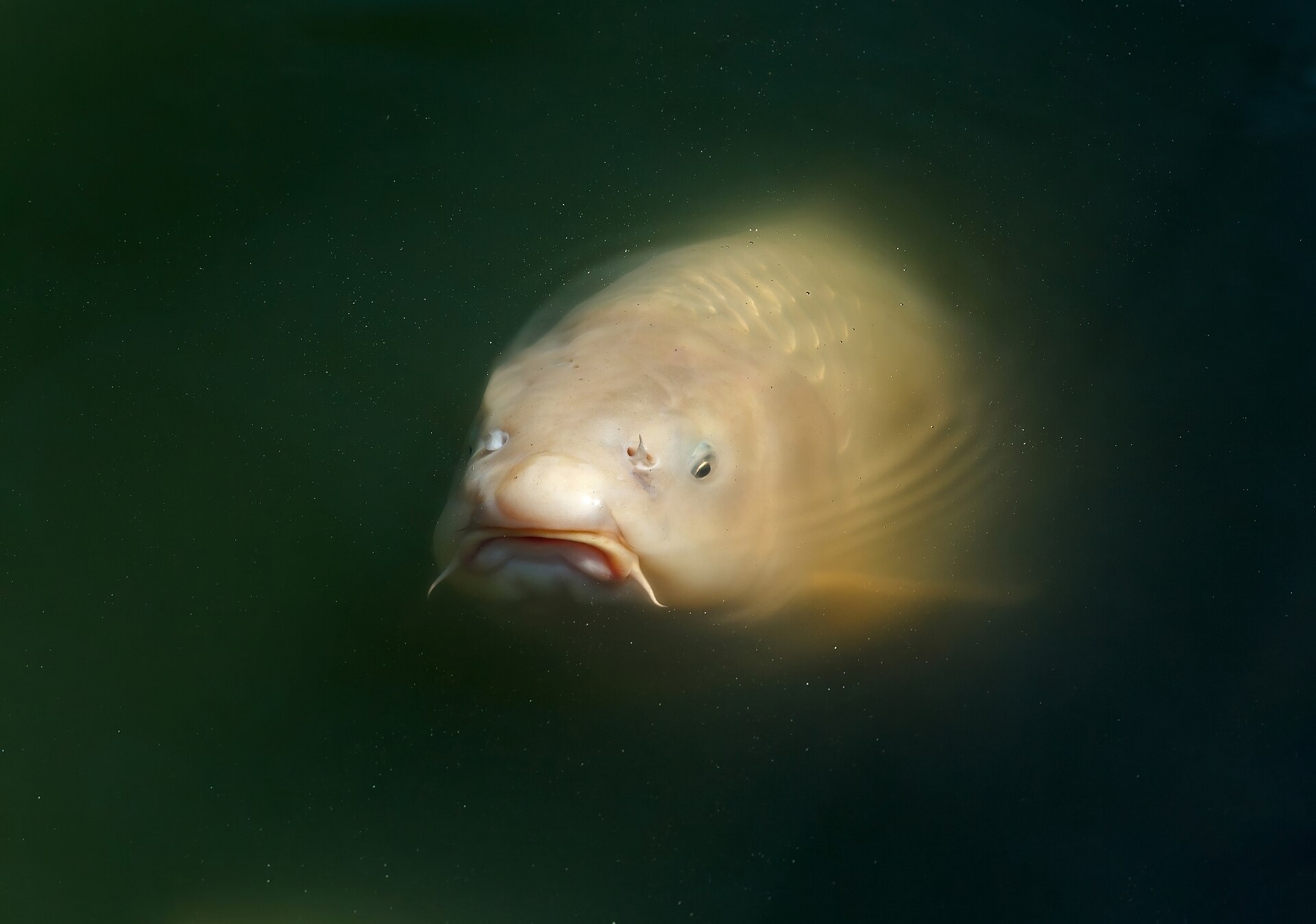 Karp koi wynurza się z ciemnej wody stawu